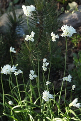 Allium zebdanense