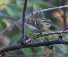 Phylloscopus forresti