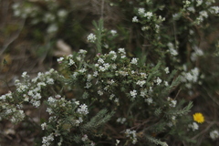 Lepidium subulatum