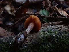 Macrocystidia reducta