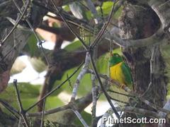 Yellow-Collared Chlorophonia photo 4