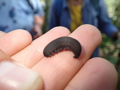 Peripatopsis clavigera