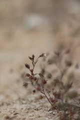 Chaenorhinum reyesii