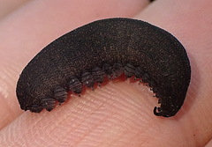 Peripatopsis clavigera