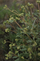 Helianthemum squamatum