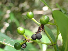Psychotria capensis capensis