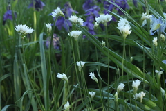 Allium zebdanense