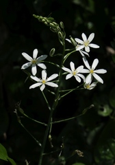 Ornithogalum pyramidale