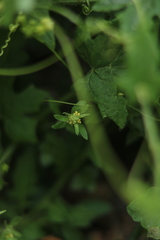 Sisymbrium runcinatum
