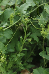 Sisymbrium runcinatum