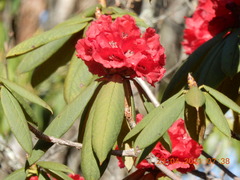 Rhododendron argipeplum