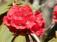 Rhododendron argipeplum