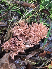 Ramaria capitata