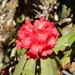 Rhododendron argipeplum - Photo (c) Rinzin Dorji, osa oikeuksista pidätetään (CC BY-NC), lähettänyt Rinzin Dorji