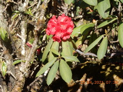 Rhododendron argipeplum