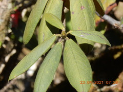 Rhododendron argipeplum