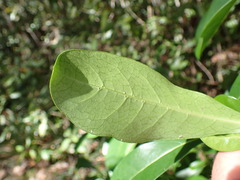 Psychotria capensis capensis