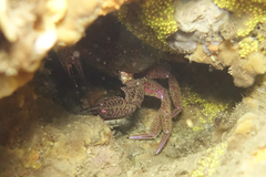 Nectocarcinus tuberculosus