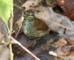 Locustella castanea