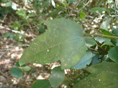 Pyrenacantha scandens