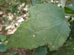 Pyrenacantha scandens