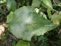 Pyrenacantha scandens