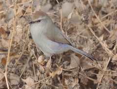 White-Browed Tit-Warbler photo 5