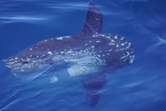 Ocean Sunfish photo 5