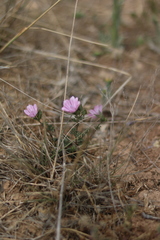 Malva trifida