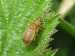 Galerucella tenella