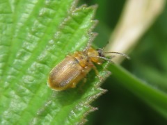 Galerucella tenella