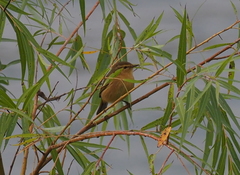 Phylloscopus subaffinis