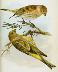 Syrian Serin photo 5