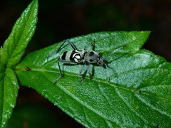 Chlorophorus macaumensis