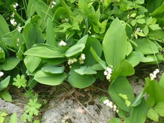 Convallaria majalis