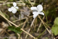 Viola patrinii