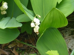 Convallaria majalis