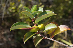 Cryptolepis cryptolepioides