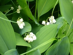 Convallaria majalis