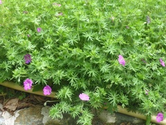 Geranium sanguineum