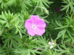 Geranium sanguineum
