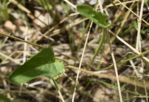 Image of Viola patrinii by (c) Repina Tatyana, some rights reserved (CC BY)