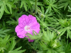 Geranium sanguineum