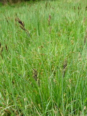 Carex hartmanii