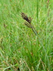 Carex hartmanii