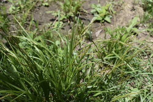 Image of Carex bostrychostigma by (c) Repina Tatyana, some rights reserved (CC BY)
