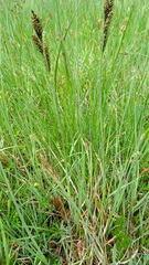 Carex hartmanii