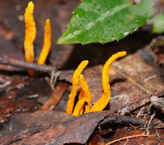 Clavulinopsis amoena