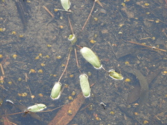 Potamogeton tricarinatus