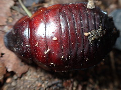 Macropanesthia